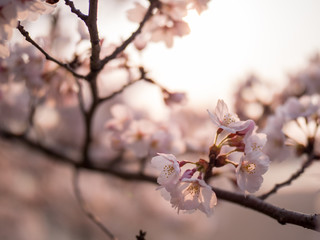 満開の桜の花と枝。花に寄って撮影。