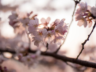 満開の桜の花と枝。花に寄って撮影。