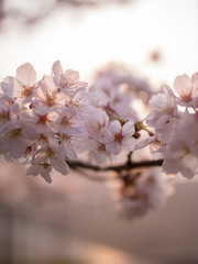 満開の桜の花と枝。花に寄って撮影。