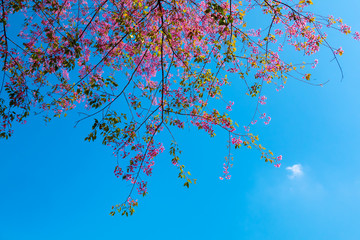 The blue sky with the queen tiger flower in Thailand.Himalayan wild cherries (Prunus cerasoides) (Sakura in Thailand) are plants that bloom in the genus Prunus.