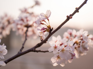 満開の桜の花と枝。花に寄って撮影。