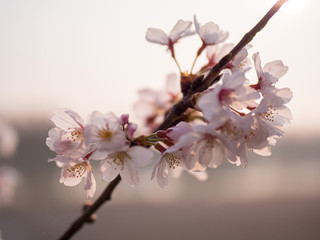 満開の桜の花と枝。花に寄って撮影。