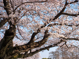満開の桜の花