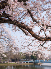 池のある公園の中に咲く桜の花。早朝に撮影。