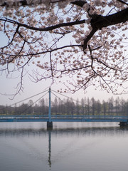 池のある公園の中に咲く桜の花。早朝に撮影。