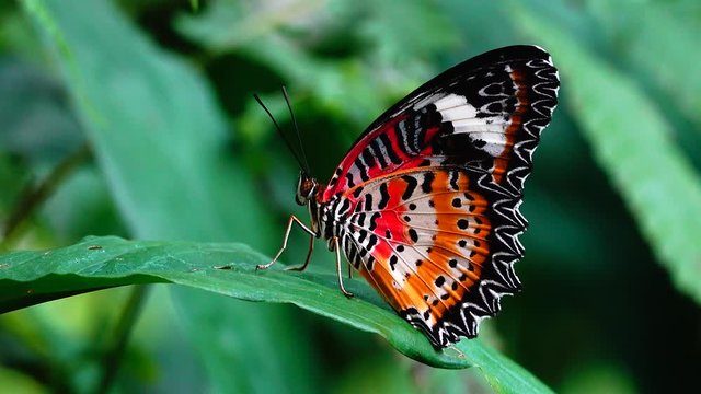 4K Thai beautiful butterfly on meadow flowers nature outdoor
