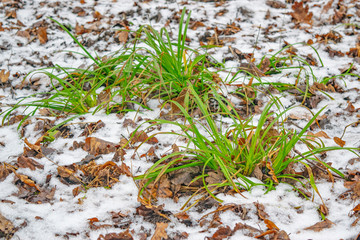 Green grass under the first snow. The charm of autumn.