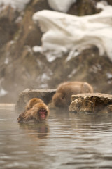 Obraz premium 温泉つかる日本猿