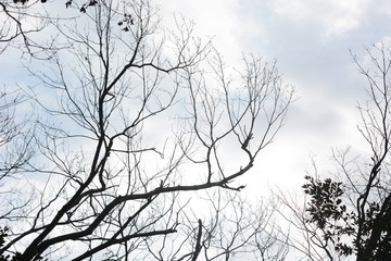 Nature background material / Tree silhouette in winter forest.