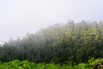 fog on the moutain tropical forest