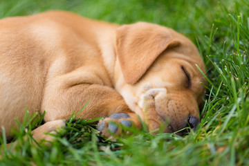 Yellow golden lab vizsla puppy sleeps in the grass on summer afternoon