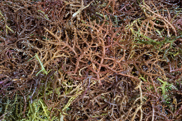 Seaweed for further processing on island Zanzibar, Tanzania, Africa, close up