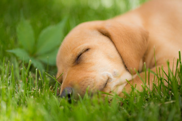 Yellow lab vizsla mix puppy 6 weeks old sleeps in the grass on summer afternoon