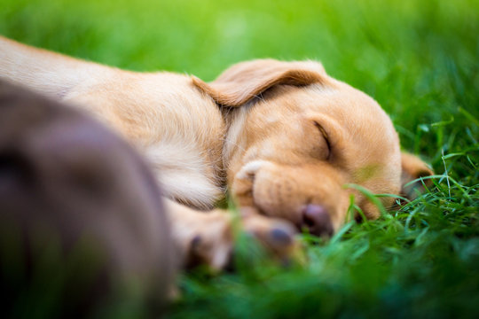 Tired yellow labrador puppy 6 weeks old sleeps in the grass on summer afternoon