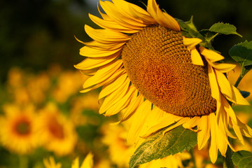 Sunflowers close up shots at the field