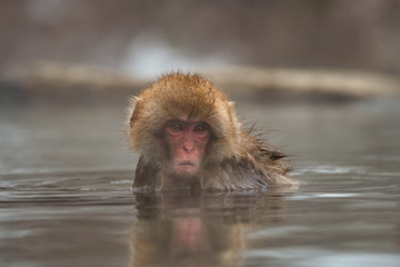 温泉つかる日本猿
