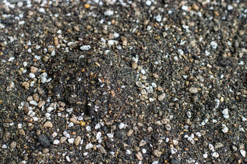 Mixed soil for growing cactus