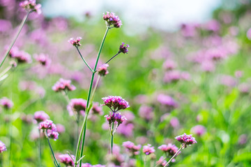 Violet verbena flowers