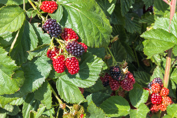 blackberry bush with ripe and unripe blackberries 