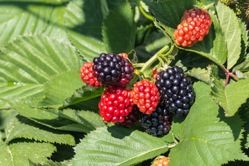closeup of ripe and unripe organic blackberries  - obrazy, fototapety, plakaty