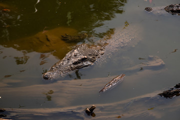 Crocodiles bask in the sun. Crocodiles in the pond, Farm in Thailand.