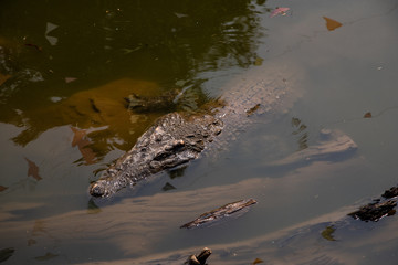 Crocodiles bask in the sun. Crocodiles in the pond, Farm in Thailand.