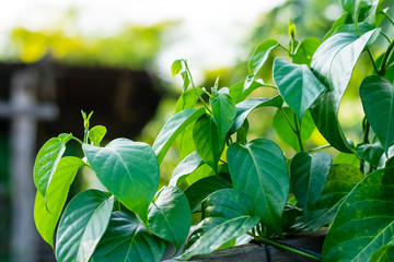 Gurmar medicinal plant