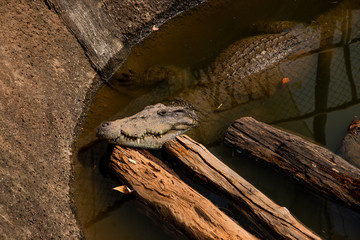 Fototapeta premium Crocodiles bask in the sun. Crocodiles in the pond, Farm in Thailand.