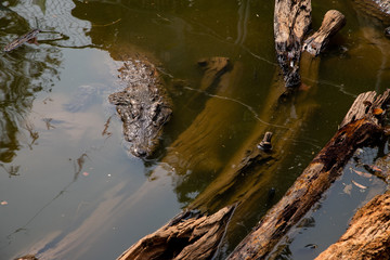 Crocodiles bask in the sun. Crocodiles in the pond, Farm in Thailand.