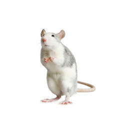 Little cute rat standing on his hind legs over white