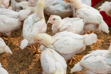 Chicken in the farm, Thai small farm.