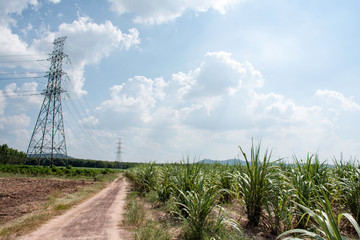 Electricity transmission line with green tree nature, Green conservative energy, Energy be friendly...