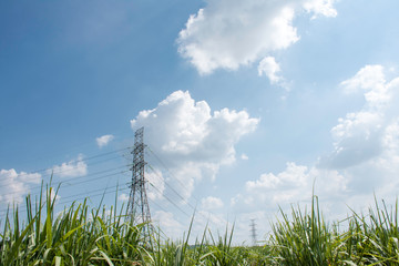 Electricity transmission line with green tree nature, Green conservative energy, Energy be friendly with environment concept, Power distribution pylon system to rural community and countryside