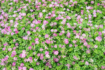 Fototapeta premium Background of wild flowers