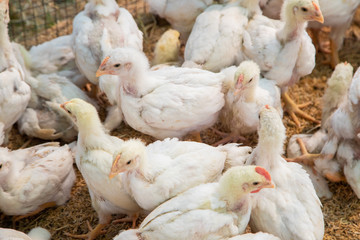 Chicken in the farm, Thai small farm.