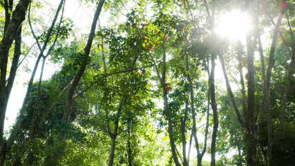 Beautiful light of morning sun in Thailand, Sun light shine through the tree in morning, Beautiful flare light of beginning new day with warm sunbeam light, Atmosphere of morning in rural