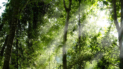 Fototapeta premium Beautiful light of morning sun in Thailand, Sun light shine through the tree in morning, Beautiful flare light of beginning new day with warm sunbeam light, Atmosphere of morning in rural