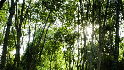 Fototapeta premium Beautiful light of morning sun in Thailand, Sun light shine through the tree in morning, Beautiful flare light of beginning new day with warm sunbeam light, Atmosphere of morning in rural
