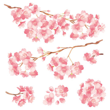 桜の木の枝 水彩イラスト- Watercolor cherry blossoms