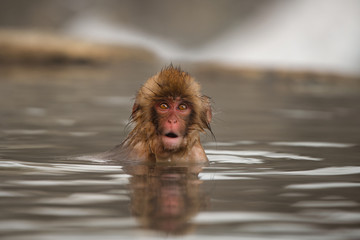 温泉つかる日本猿