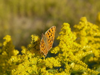 秋の花の蜜を吸うタテハチョウ