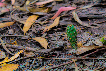 cactus with leaves backgroung