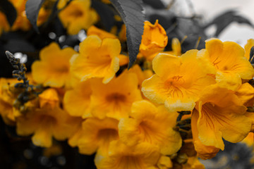 Yellow flowers in a black and withe backgroung