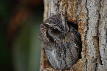 フクロウ　コノハズク