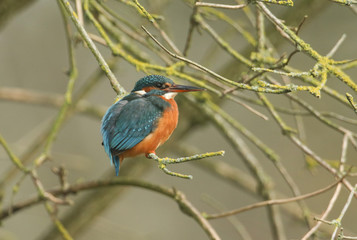 A beautiful hunting Kingfisher, Alcedo atthis, perching on a twig that is growing over a river. It is diving into the water catching fish to eat. 