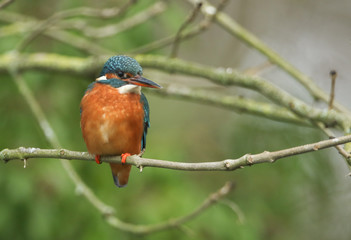 A beautiful hunting Kingfisher, Alcedo atthis, perching on a twig that is growing over a river. It is diving into the water catching fish to eat. 