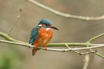 A magnificent hunting Kingfisher, Alcedo atthis, perching on a twig that is growing over a river. It is diving into the water catching fish to eat. 