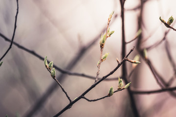 New leaves on wild aplle tree in the garden. Selective focus.