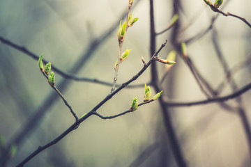 New leaves on wild aplle tree in the garden. Selective focus.