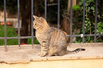 ギリシャ-アテネの猫-02